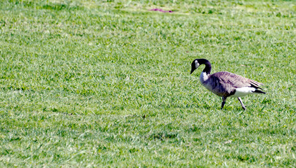 Wild goose in a public park - 296158086