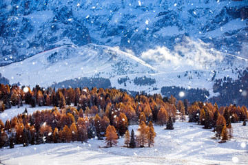 Beautiful Winter at Alpe di Siusi, Seiser Alm - Italy - Holiday background for Christmas.
