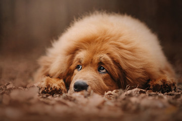Tibetan mastiff dog lying in the forest
