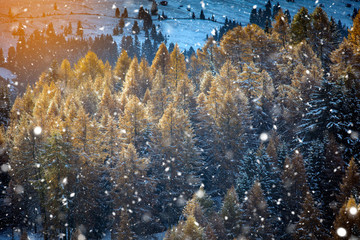 Beautiful Winter at Alpe di Siusi, Seiser Alm - Italy - Holiday background for Christmas.