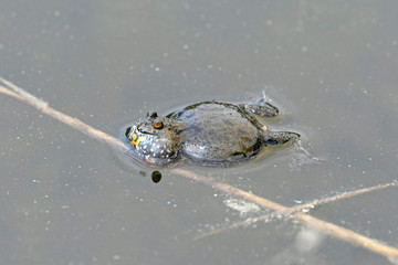 Rotbauchunke (Bombina bombina) - European fire-bellied toad