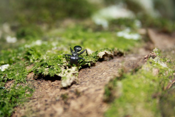 Ant on plant