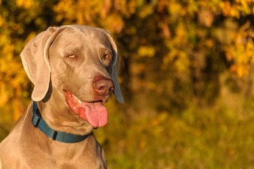 Weimaraner hunting. Autumn evening with dog. Close-up Of Hunting Dog.