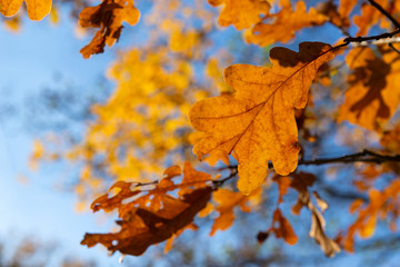 Fototapeta na wymiar yellow dry oak leaves on branches against the blue sky,
