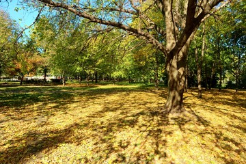 sprawling tree in autumn park