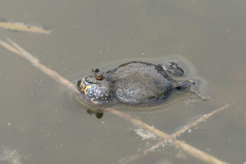 Rotbauchunke (Bombina bombina) - European fire-bellied toad