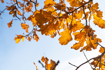 Fototapeta na wymiar yellow autumn oak leaves against the blue sky in the sunlight