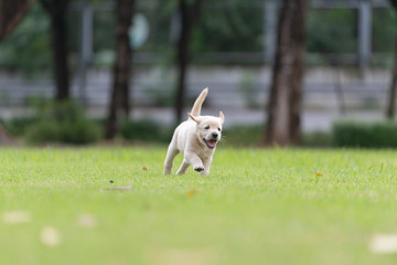 Happy puppy dog running on playground green yard © kintarapong