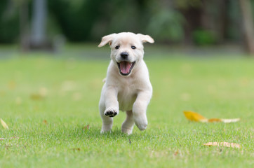 Happy puppy dog running on playground green yard © kintarapong
