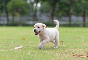 Obraz na płótnie Canvas Happy puppy dog running on playground green yard