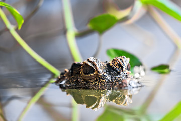 Osteolaemus tetraspis, broad-snouted crocodile under water