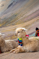 Llamas en Perú