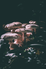 Pilze im Herbst Wald