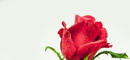 Rose after a rain