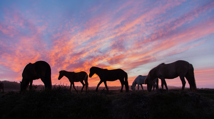 Fototapeta na wymiar Icelandic horses in the field during sunset, scenic nature landscape of Iceland, Europe