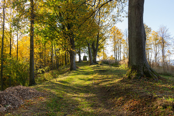 Natures beauty with high rise trees sunlight effect down from trees to earth giving perfect look of forest best to spend some lonely time within this amazing natures beauty.