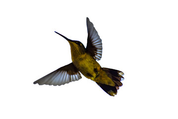 Obraz premium Humming bird cutout with white background