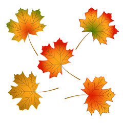 Obraz premium Maple leaf