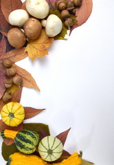 white and brown mushrooms with coloured leaves on white background