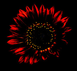 Red pin light sunflower with a black background