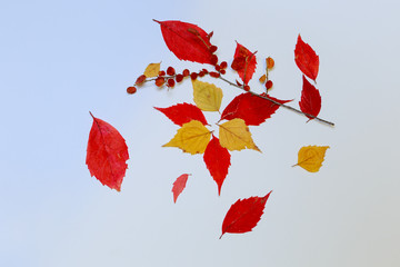 dry yellow and orange red leaves on a white background