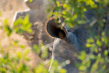 One white rhinoceros (rhino) grazing on grass in South Africa. 