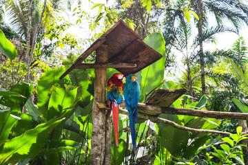 Blue-and-yellow macaw (Ara ararauna) and green-winged macaw (Ara chloropterus) in Amazon Animal Orphanage Pilpintuwasi in village Padre Cocha near Iquitos, Peru