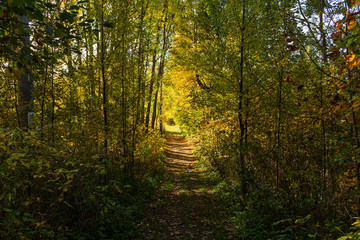 Fototapeta na wymiar Magical tunnel and pathway through a thick forest glowing by sunlight. The path framed by bushes. Dramatic and gorgeous scene.