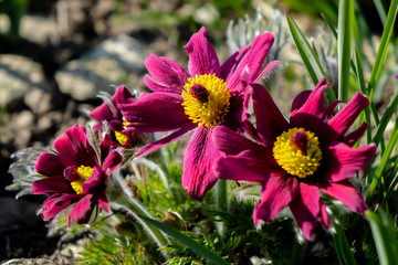 Gruppe roter Kuhschellen