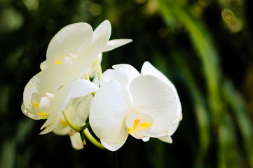 Closeup of white orchid.