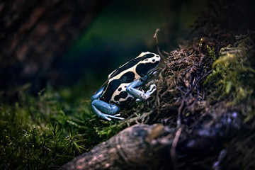 poisonous frogs on an exotic plant