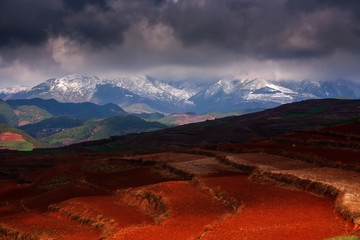 Scenery  of wheat terraces and snow mountain range.