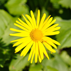 Fototapeta premium yellow flower