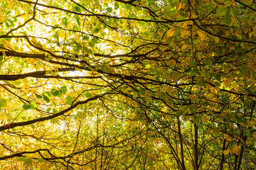 New leaf and sun ray. Summer nature. Sunlight in trees of green forest