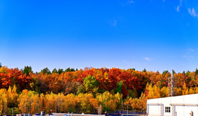 Photo of an autumn forest with colorful foliage in clear sunny weather against a beautiful blue sky. Bright colors are pleasing to the eye.