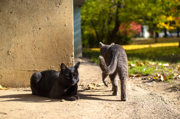 Gray cat near a kitten on the street near the house