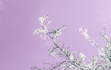 Floral abstract art on purple background, vintage cherry flowers in bloom as nature backdrop for luxury holiday design