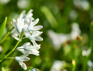white flower in the garden