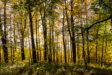 New leaf and sun ray. Summer nature. Sunlight in trees of green forest