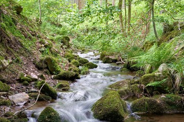  Gebirgsbach Schilfwasser im Thüringer Wald bei Friedrichsroda