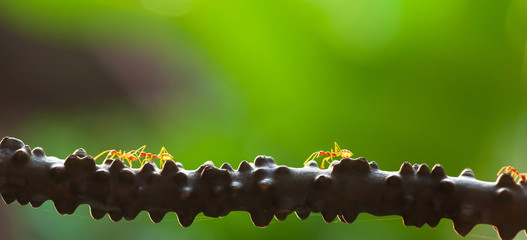 Weaver ants walking on the vine at sunset.