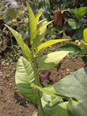 young green plant of guava fruit in the garden.