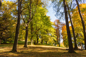 New leaf and sun ray. Summer nature. Sunlight in trees of green forest