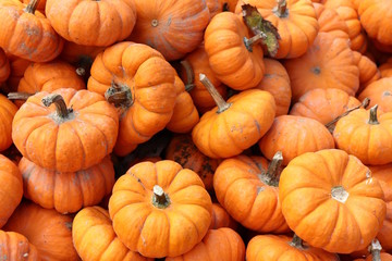 Autumn Gourds for Sale