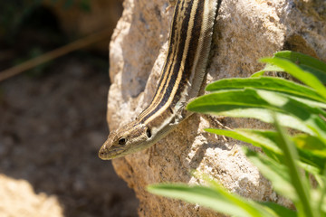 Small lizard sunbathing in morning sun