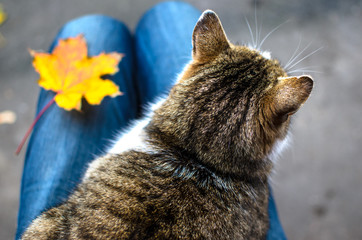 Cat kneeling with a leaf on a gray asphalt background