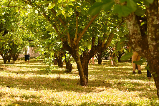 planta&ccedil;&atilde;o de amora com pessoas fazendo a colheita no interior de S&atilde;o Paulo
