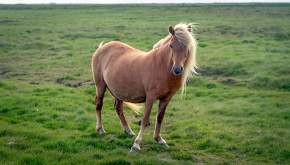 Icelandic horse on a green field