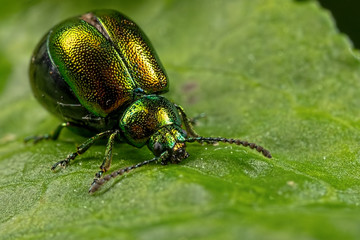 Green Dock Bettle
