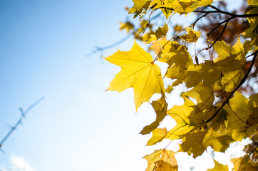 Fototapeta na wymiar Autumn leaves background and clear bright sky